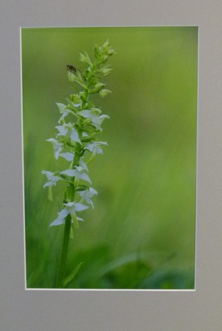 2e Prijs Flora / Nachtorchis / Els Roos