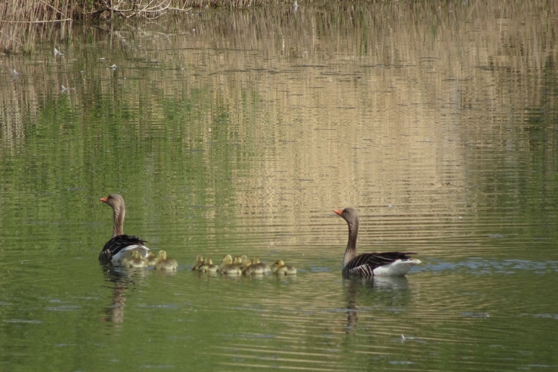 familie grauwe gans