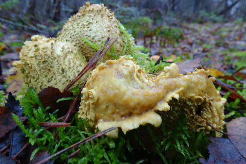 gele aardappelbovist