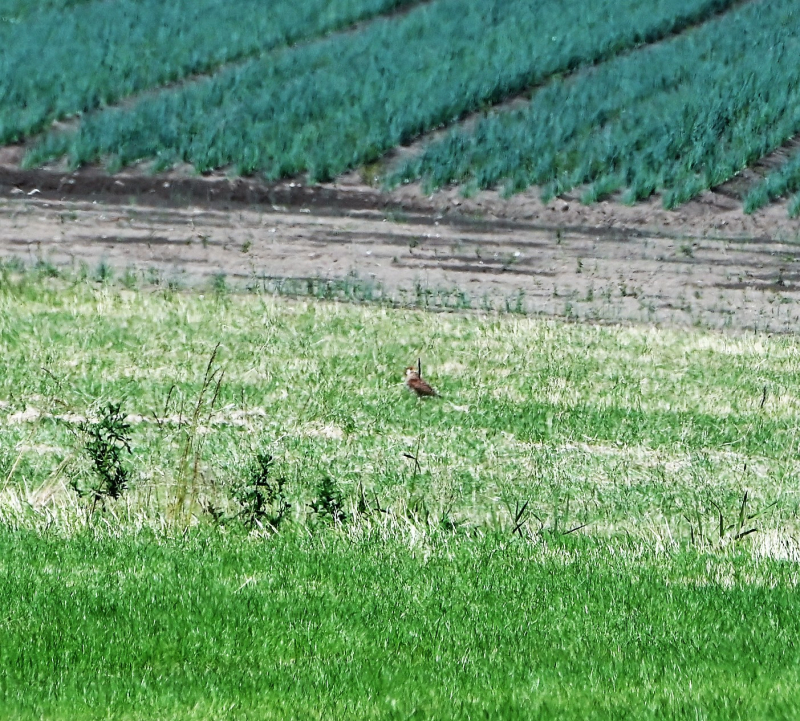 torenvalk in veld