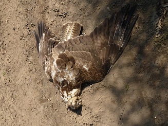 BUIZERD