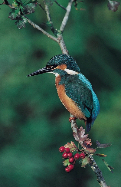 IJsvogel te zien in de Krochten