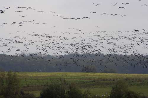 Ferme des grues