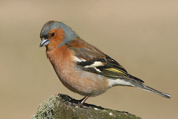 vink