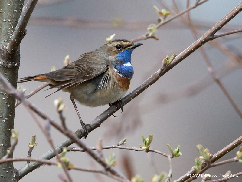 Nu er nog geen blaadjes zijn is het gemakkelijker om de vogel te vinden