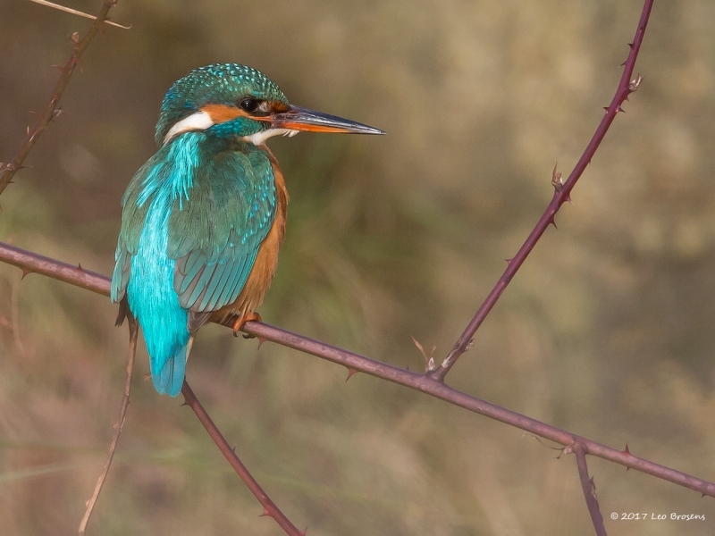 Vrouwtje ijsvogel