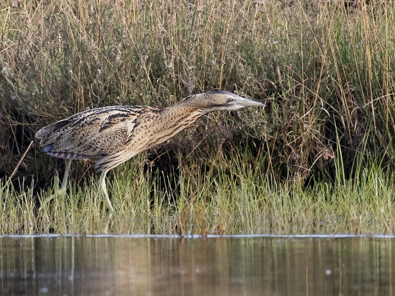 Roerdomp in Oude Buisse Heide