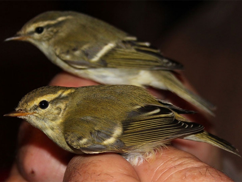 Vangst van twee bladkoningen in een vogelringstation in Tsjechië