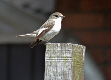 Op de uitkijk  in mijn tuin