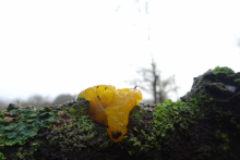 gele trilzwam