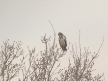 Buizerd, foto Frans Delcroix