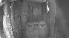 Drie jonge bosuiltjes
