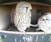 Vrouwtje links, mannetje rechts